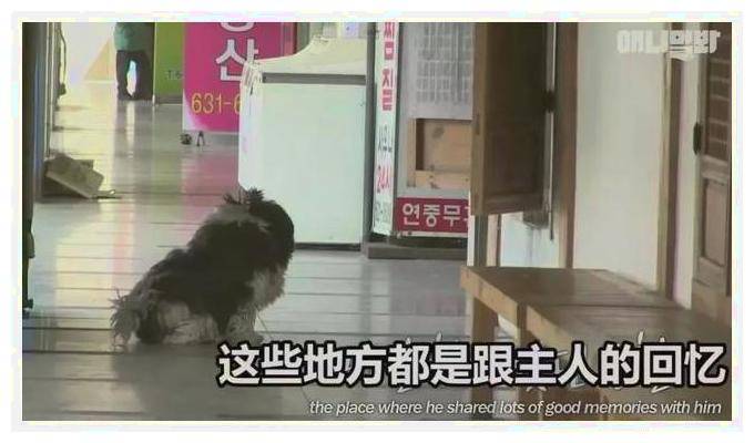 捡无人区救命粮喂狗网红账号被封事件