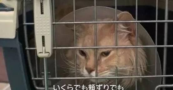 在我的城市里有一家宠物医院