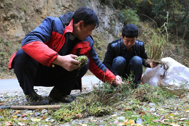谁尝百草，被誉为医药之神——神农氏的传奇故事