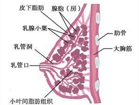 切胸手术费用解析，价格、因素与考量