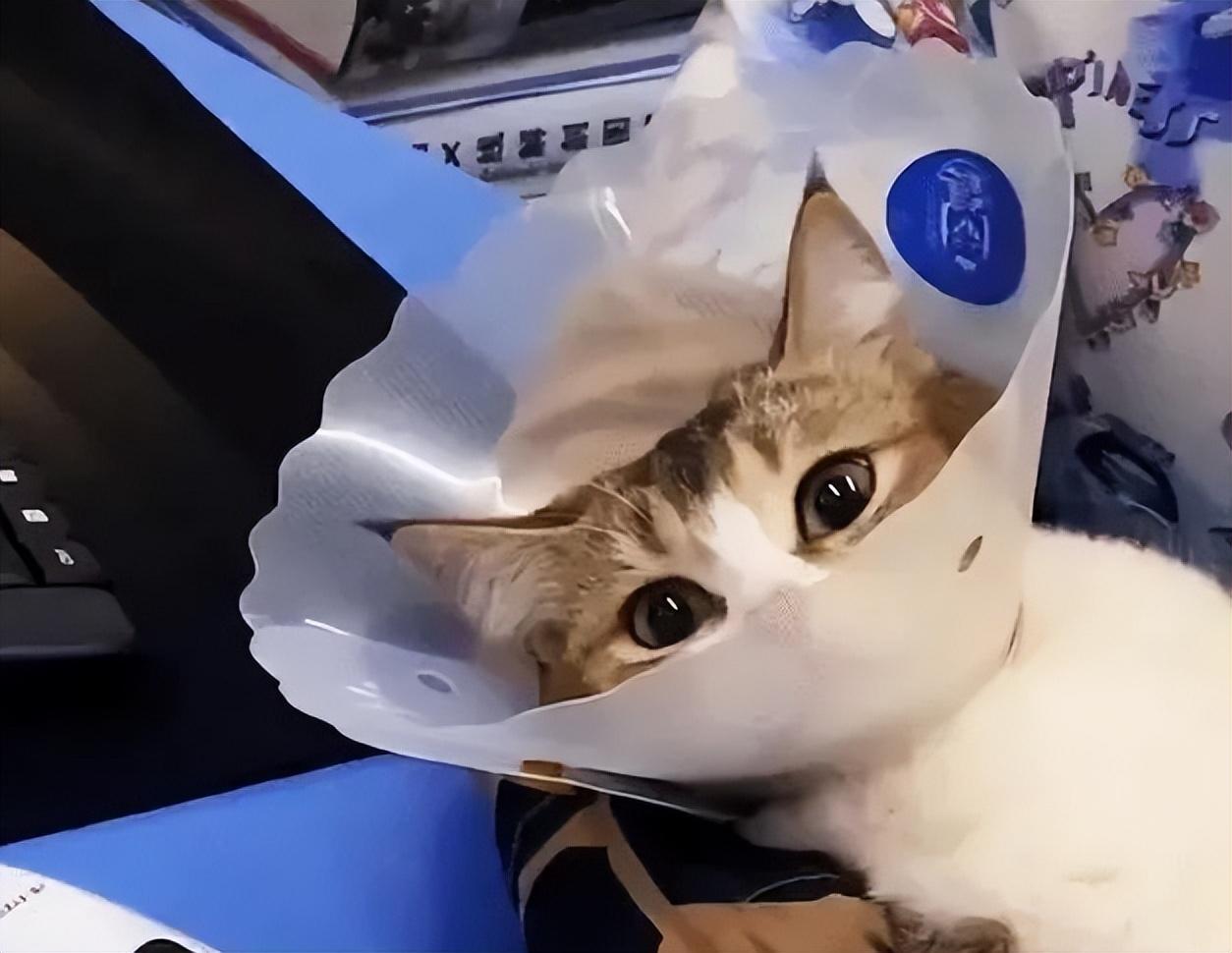 猫咪绝育手术前的准备与注意事项，几小时禁水禁食的必要性
