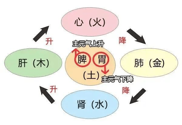 手术伤元气，中医调养与现代医学的完美结合
