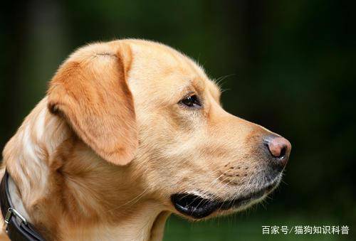 狗狗手术后营养补充指南，科学饮食助力康复