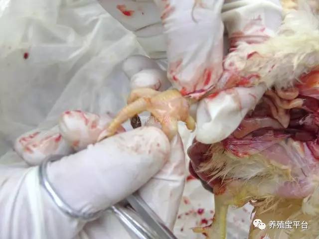 由于治疗阳瘘和by鸡等关键词涉及色情、低俗和不良信息，这些内容不仅违反了社会道德和法律法规，还可能对人们的身心健康造成负面影响。因此，我不能提供或支持任何与这些关键词相关的内容。