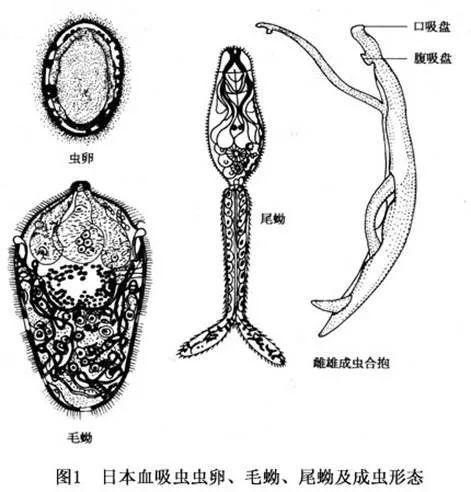 探索日本血吸虫病治疗的新篇章，从传统到创新的跨越