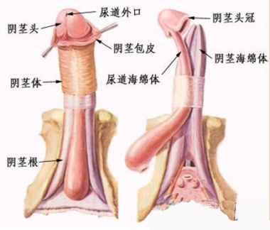佛山男科医院割包皮，专业、安全与温馨的男性健康之选